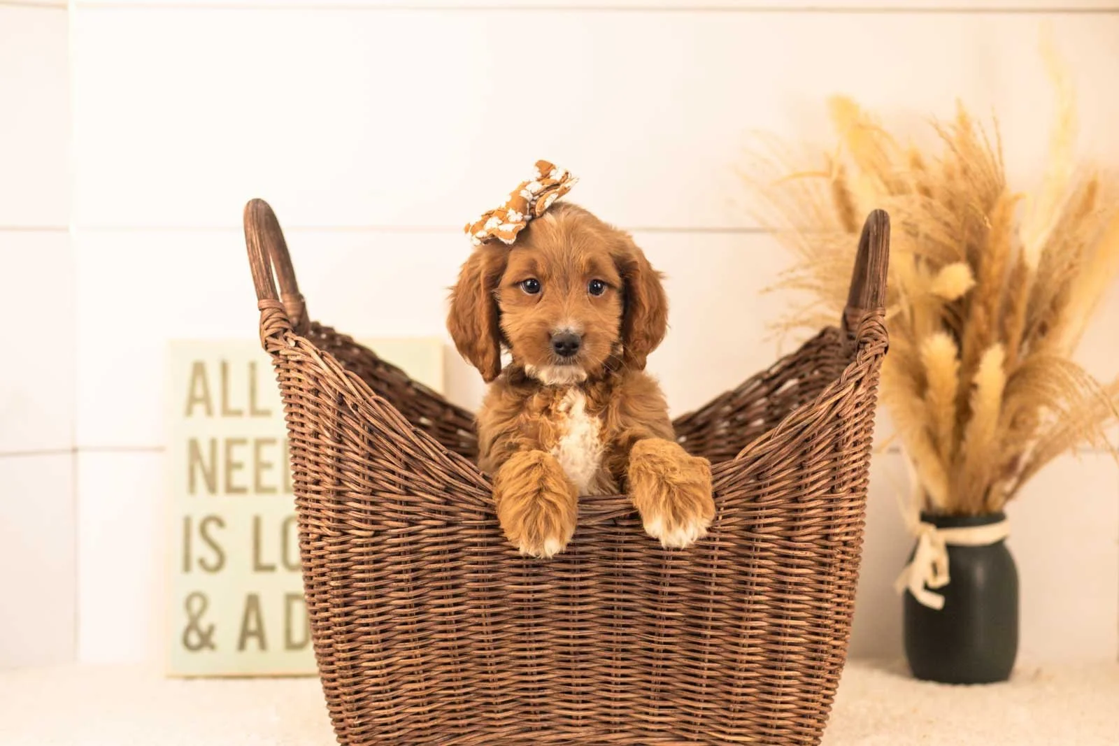 Ember goldendoodle for sale(3).jpg