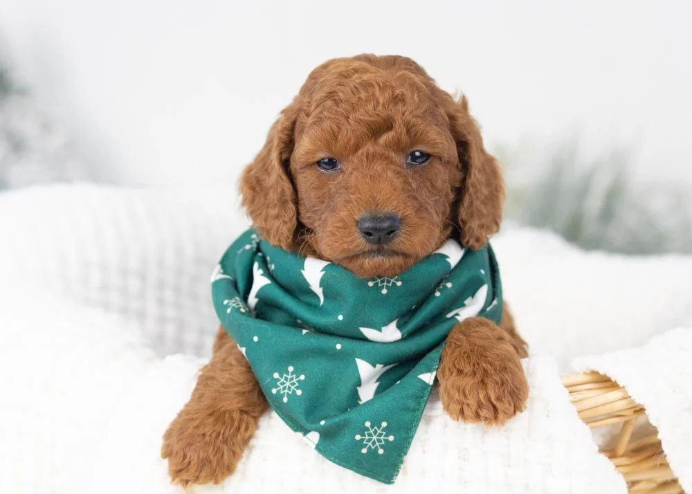 goldendoodle for sale