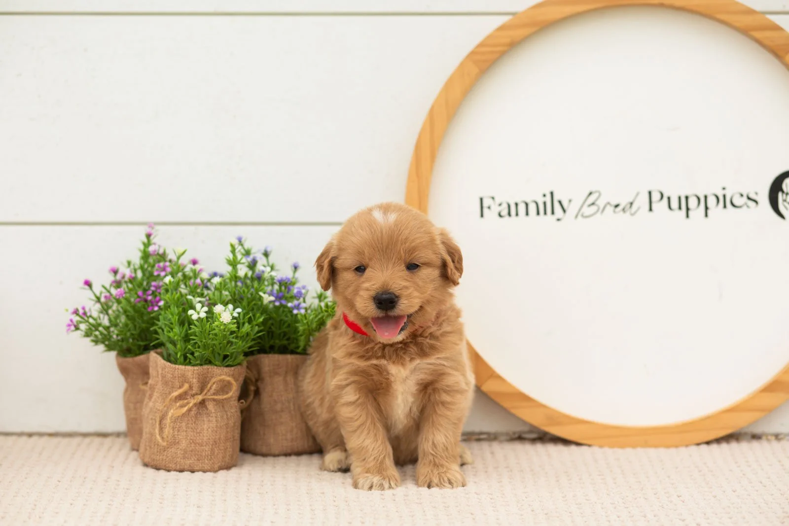 Emilia goldendoodle for sale(1).jpg