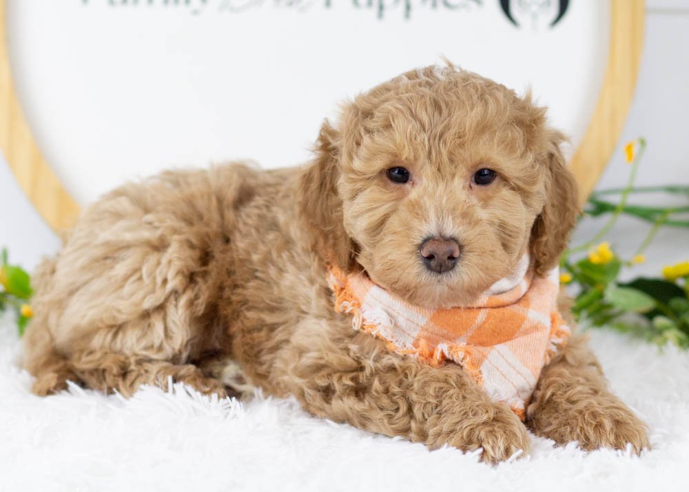 Ohio goldendoodle for sale.jpg
