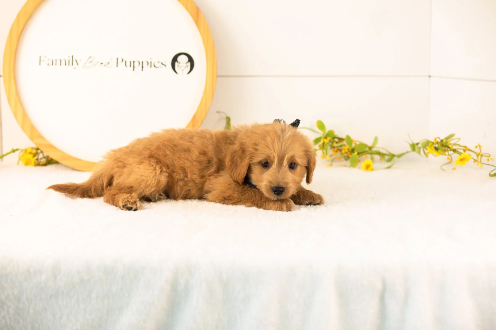 Elijah goldendoodle for sale(2).jpg