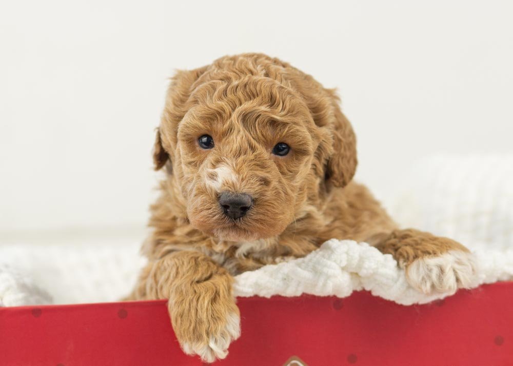 Chilli goldendoodle for sale.jpg
