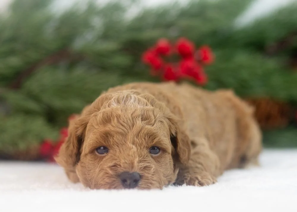 Rose goldendoodle for sale(2).jpg