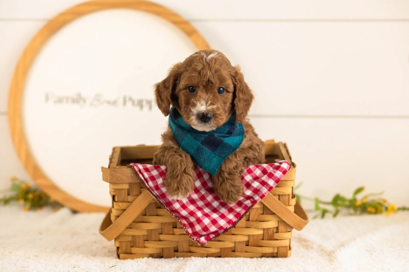 Kai goldendoodle for sale(4).jpg