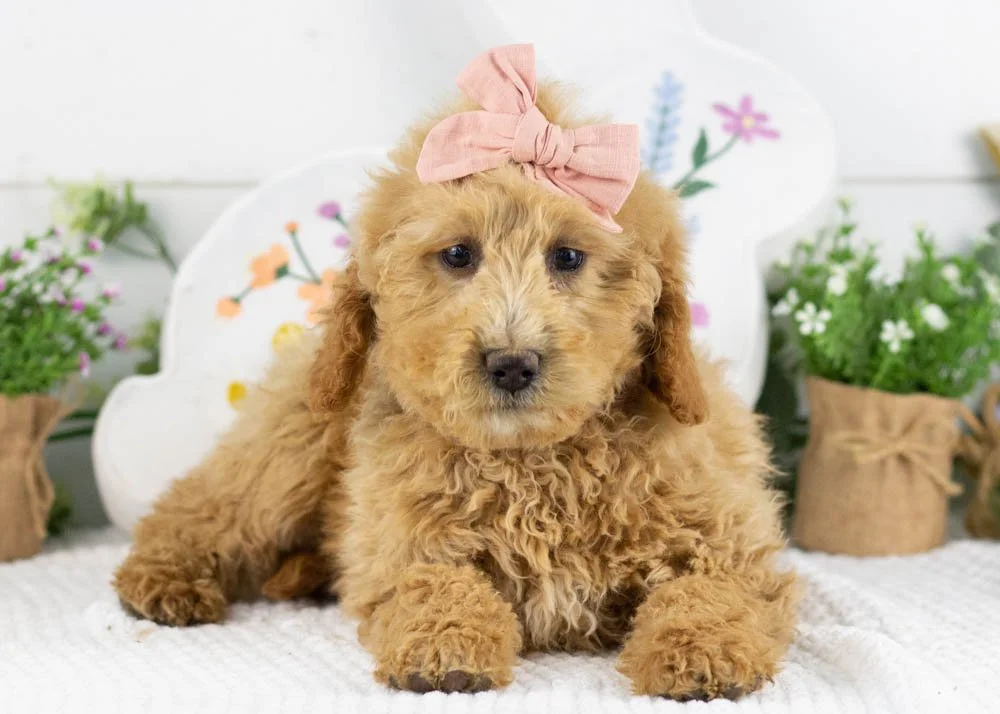 lindsey goldendoodle for sale.jpg