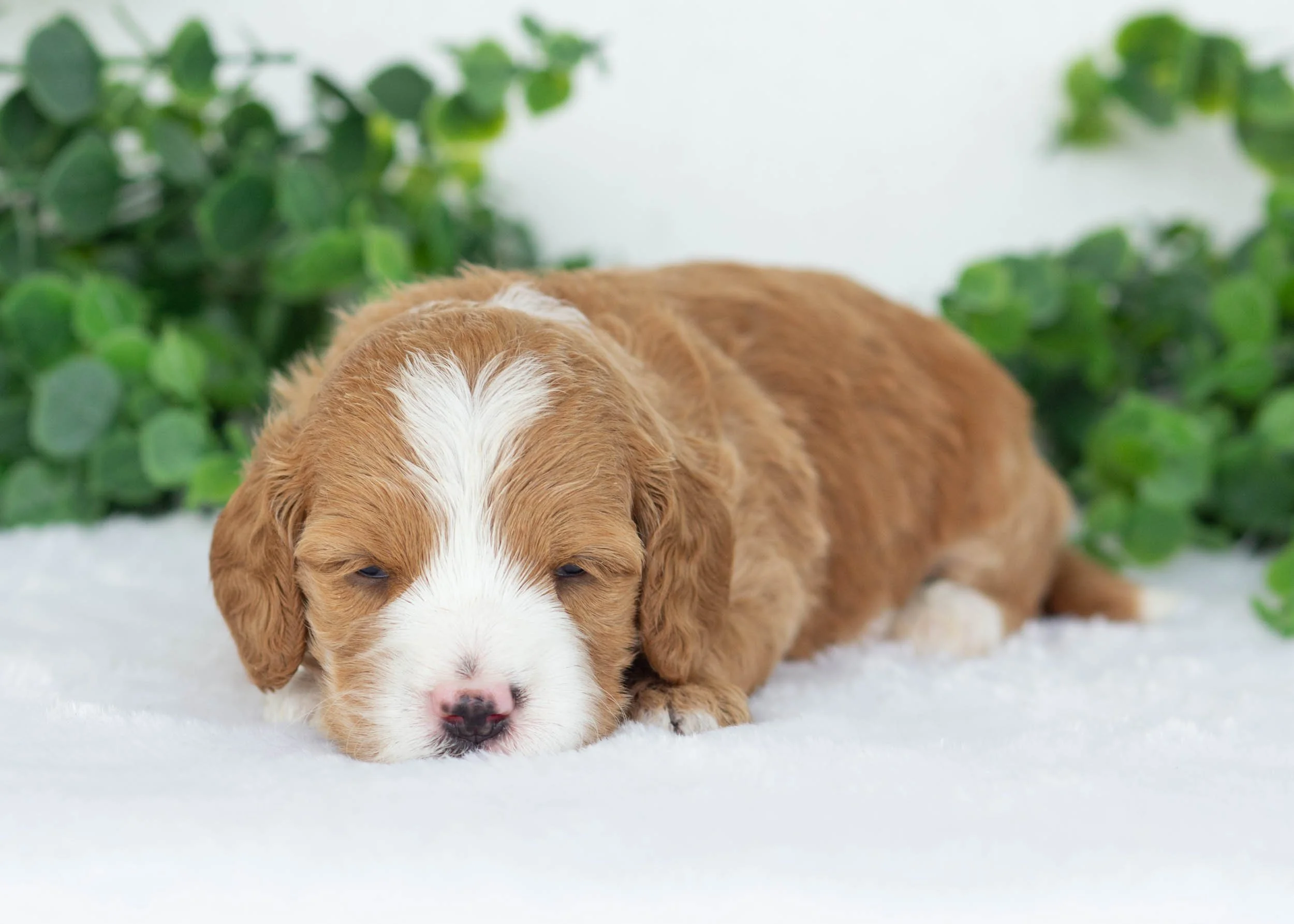 Axel goldendoodle for sale(1).jpg