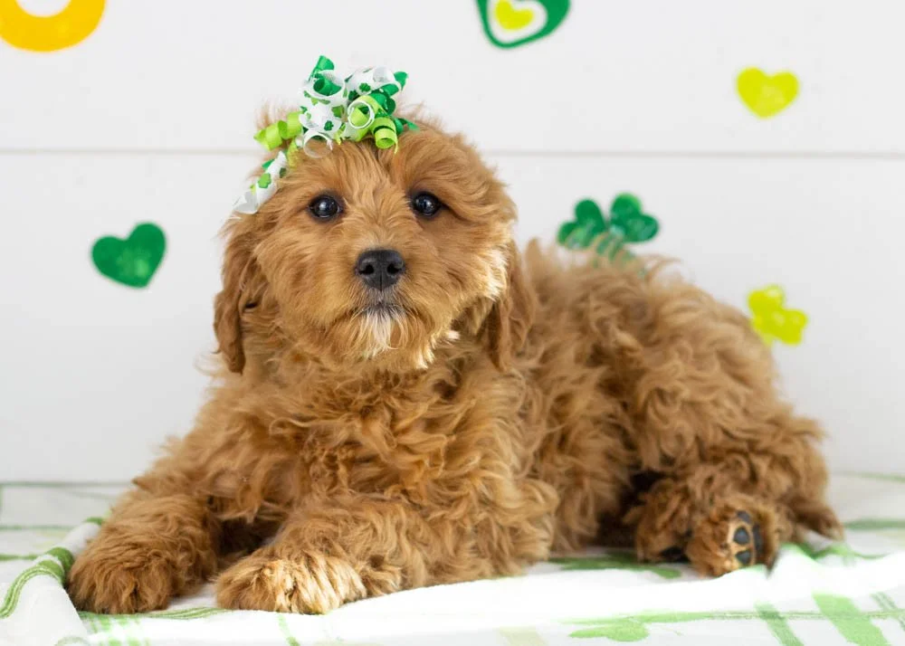 Carol goldendoodle for sale(1).jpg