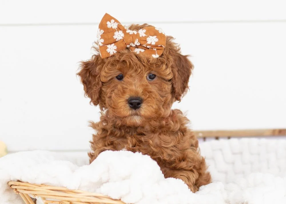 Marcus 9-29-25 Bell 4.70-5.jpg