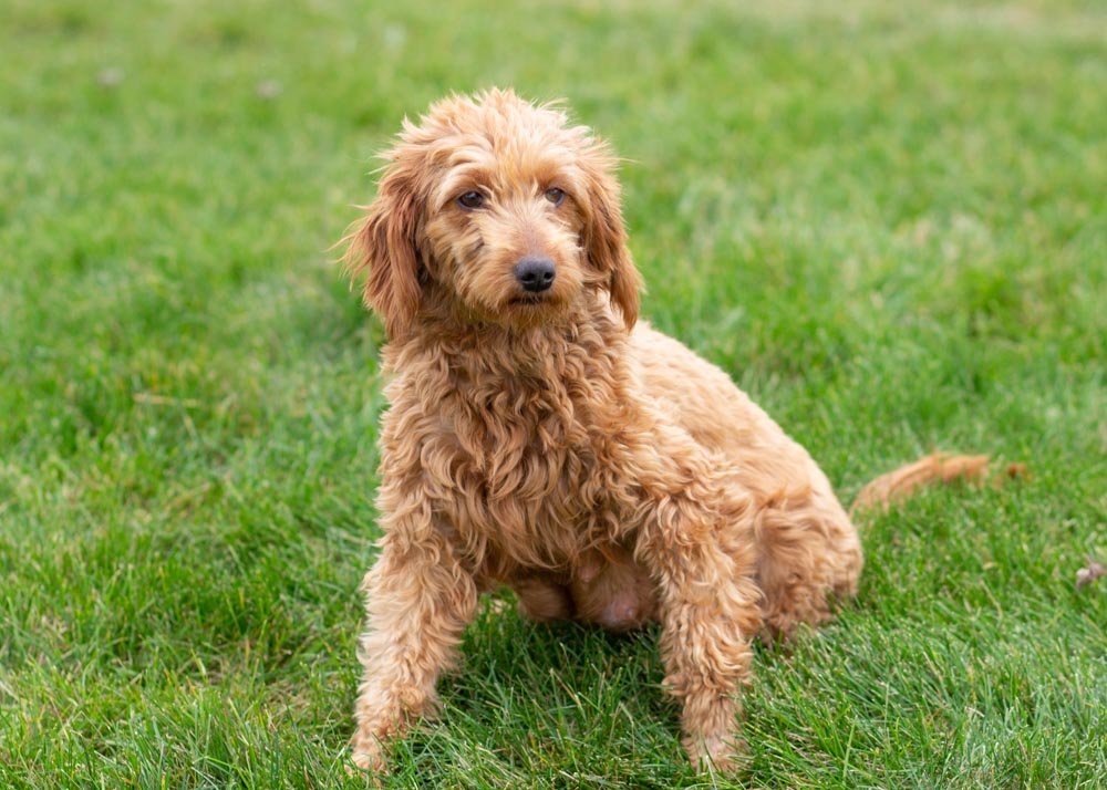 mom goldendoodle