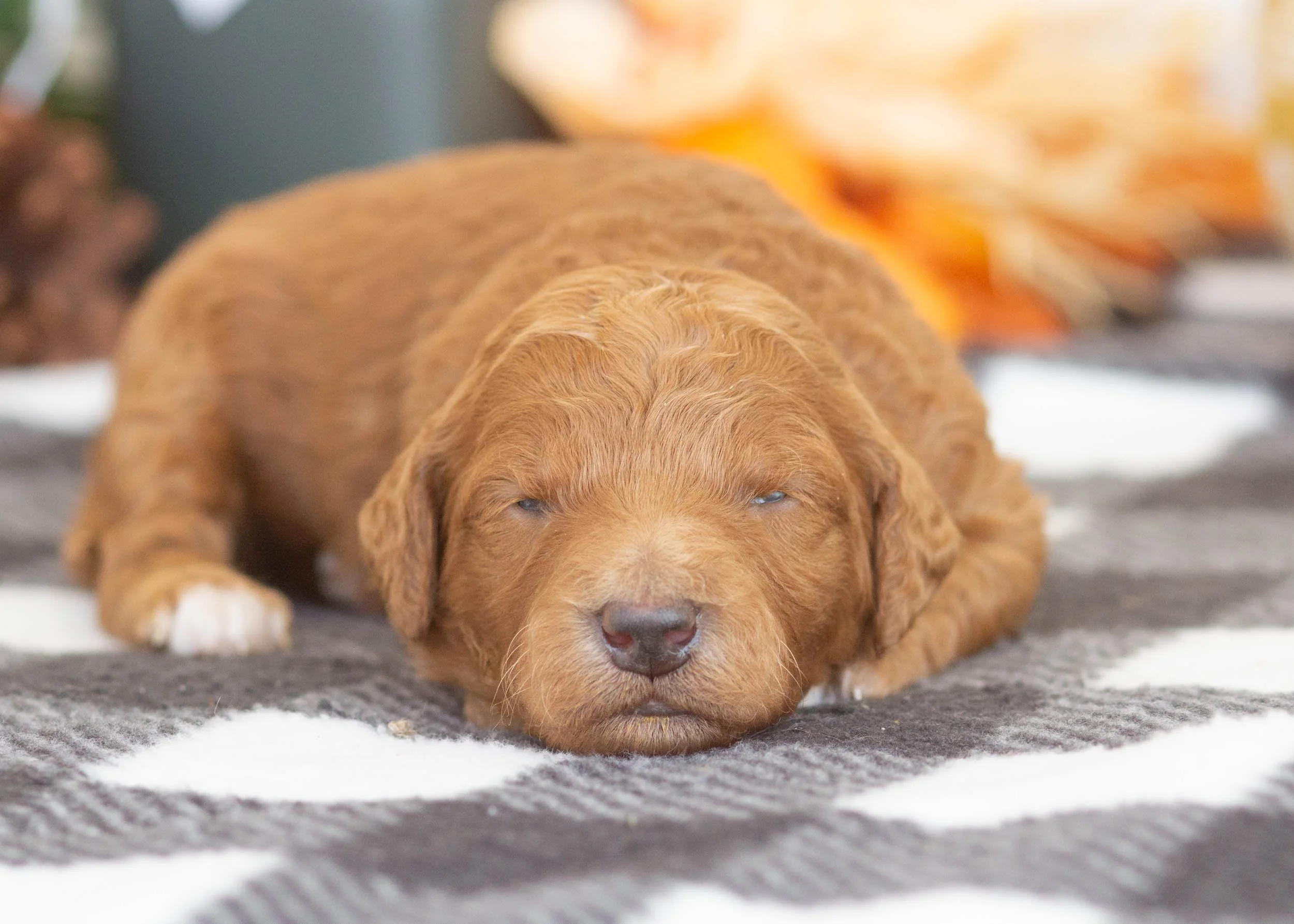 Lovey goldendoodle for sale(1).jpg