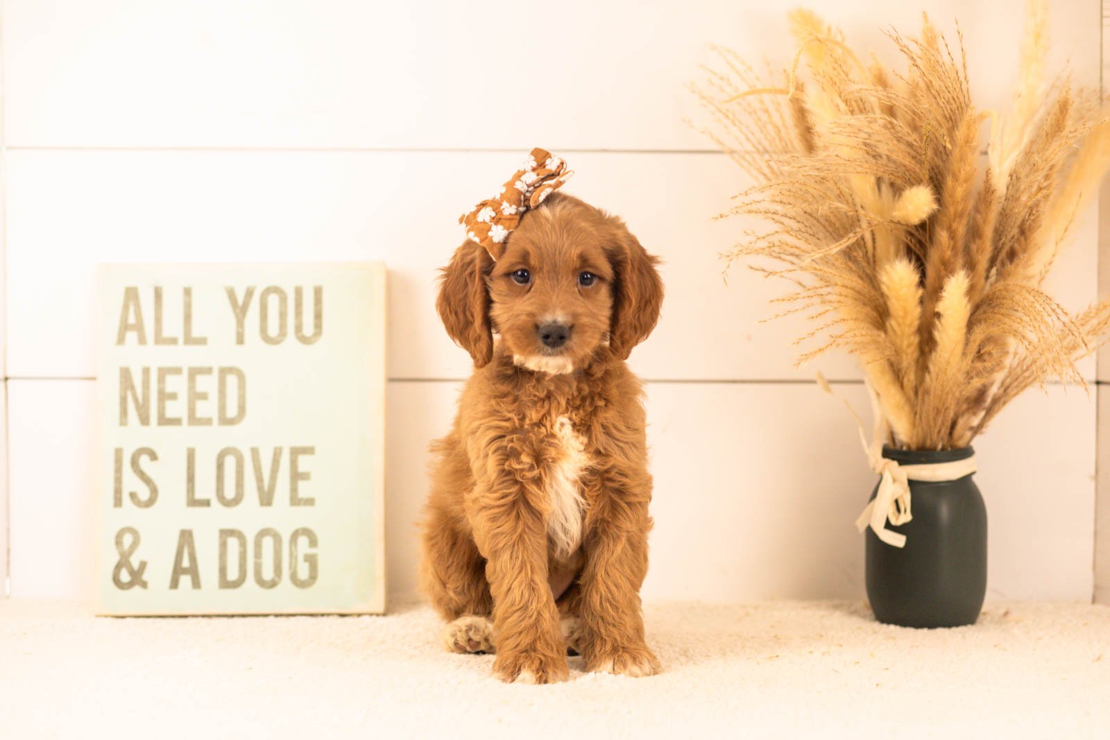 Ember goldendoodle for sale.jpg