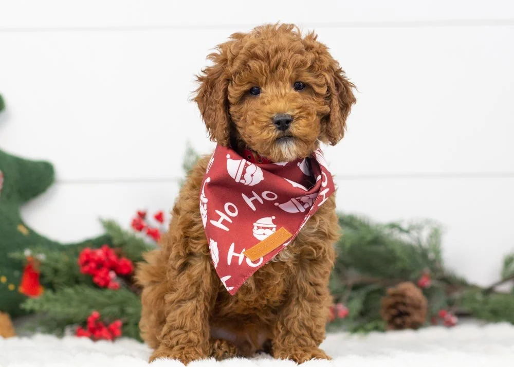 Palazzo goldendoodle for sale(2).jpg