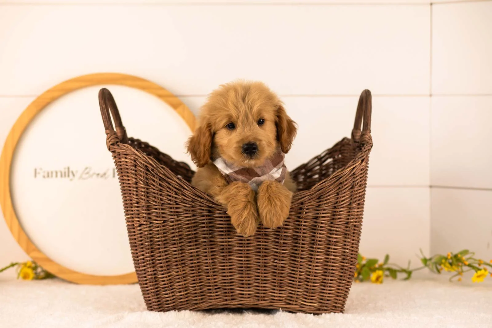 Easton goldendoodle for sale(4).jpg