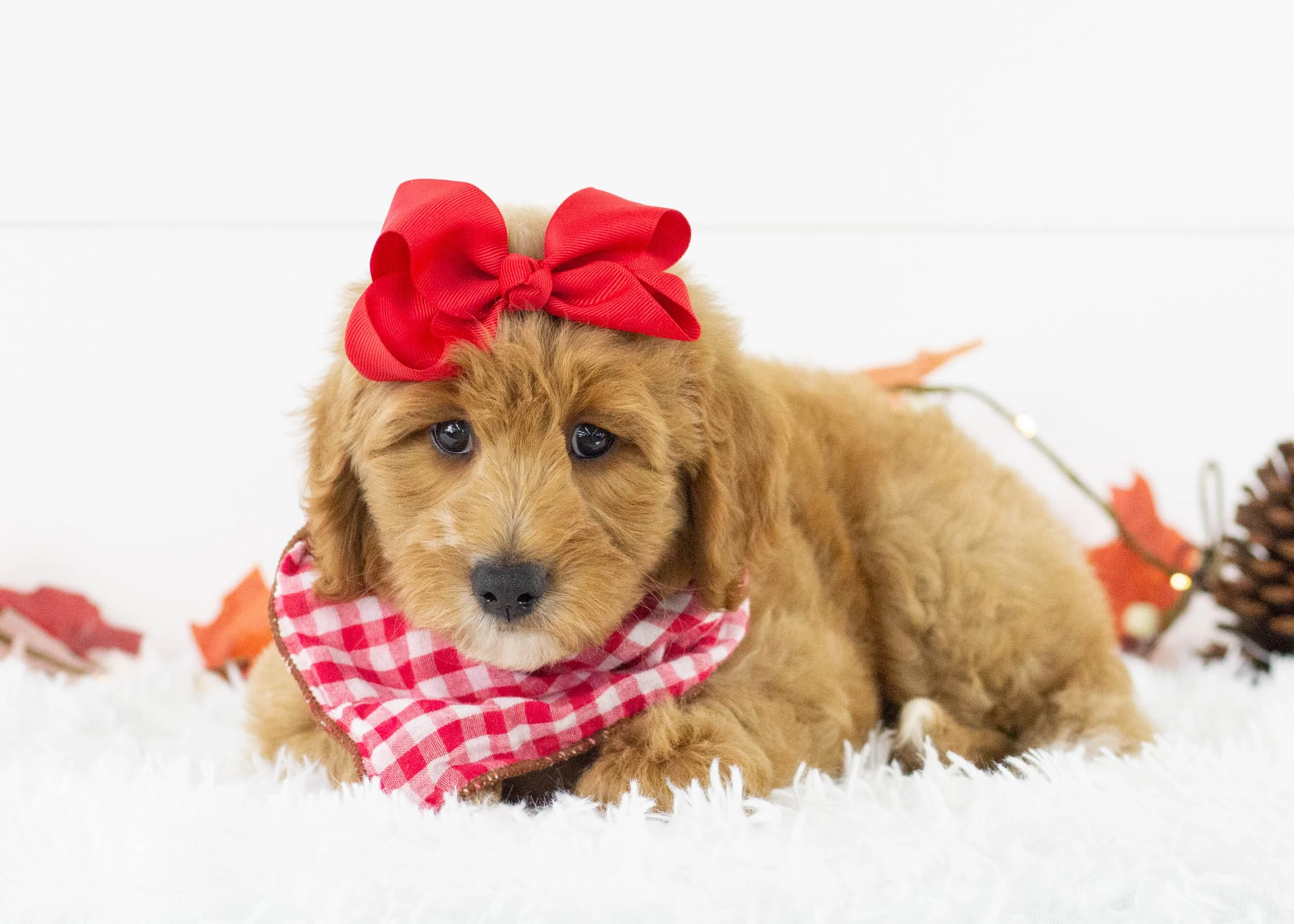 Sparrow goldendoodle for sale(3).jpg
