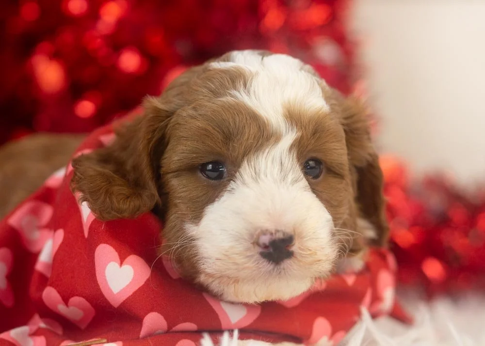 Mario goldendoodle for sale(2).jpg