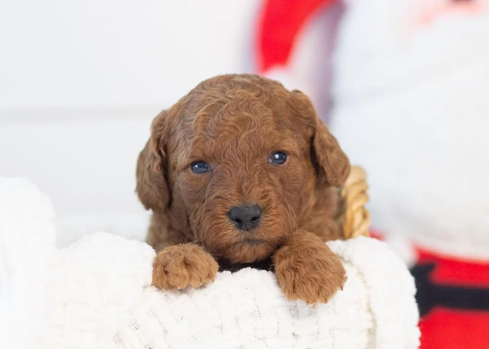 Martha May goldendoodle for sale.jpg