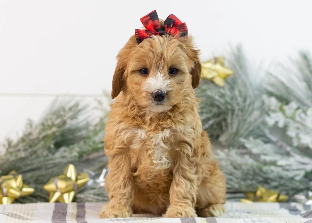 Jingle goldendoodle for sale(3).jpg