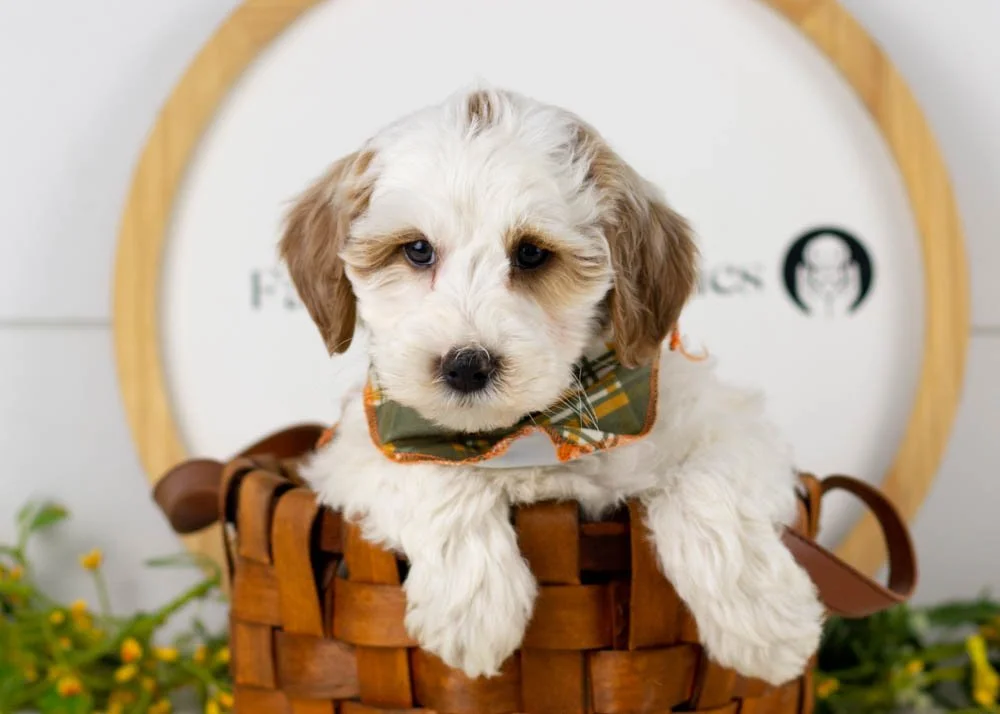 Clay goldendoodle for sale(1).jpg
