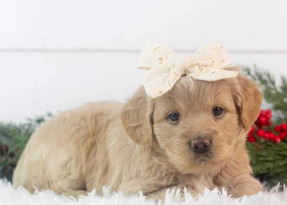 Sophie goldendoodle for sale(3).jpg