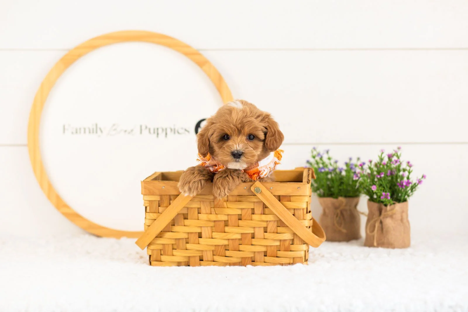 Cobalt goldendoodle for sale(4).jpg