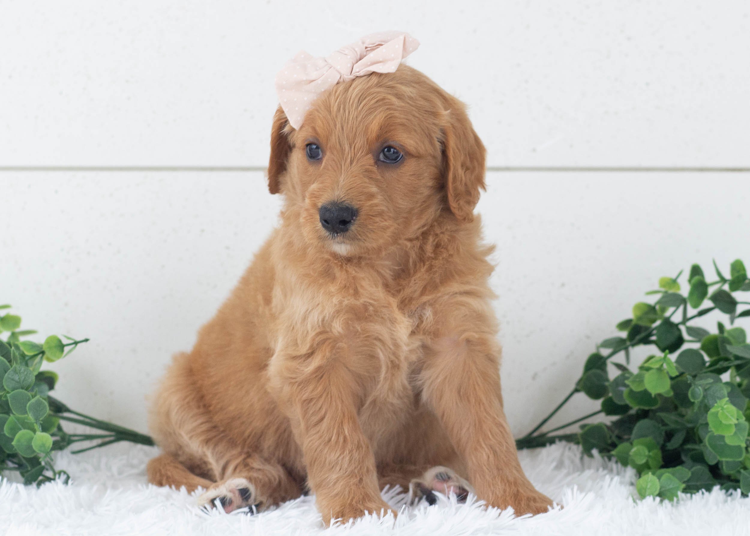 Riley Goldendoodle For Sale.jpg