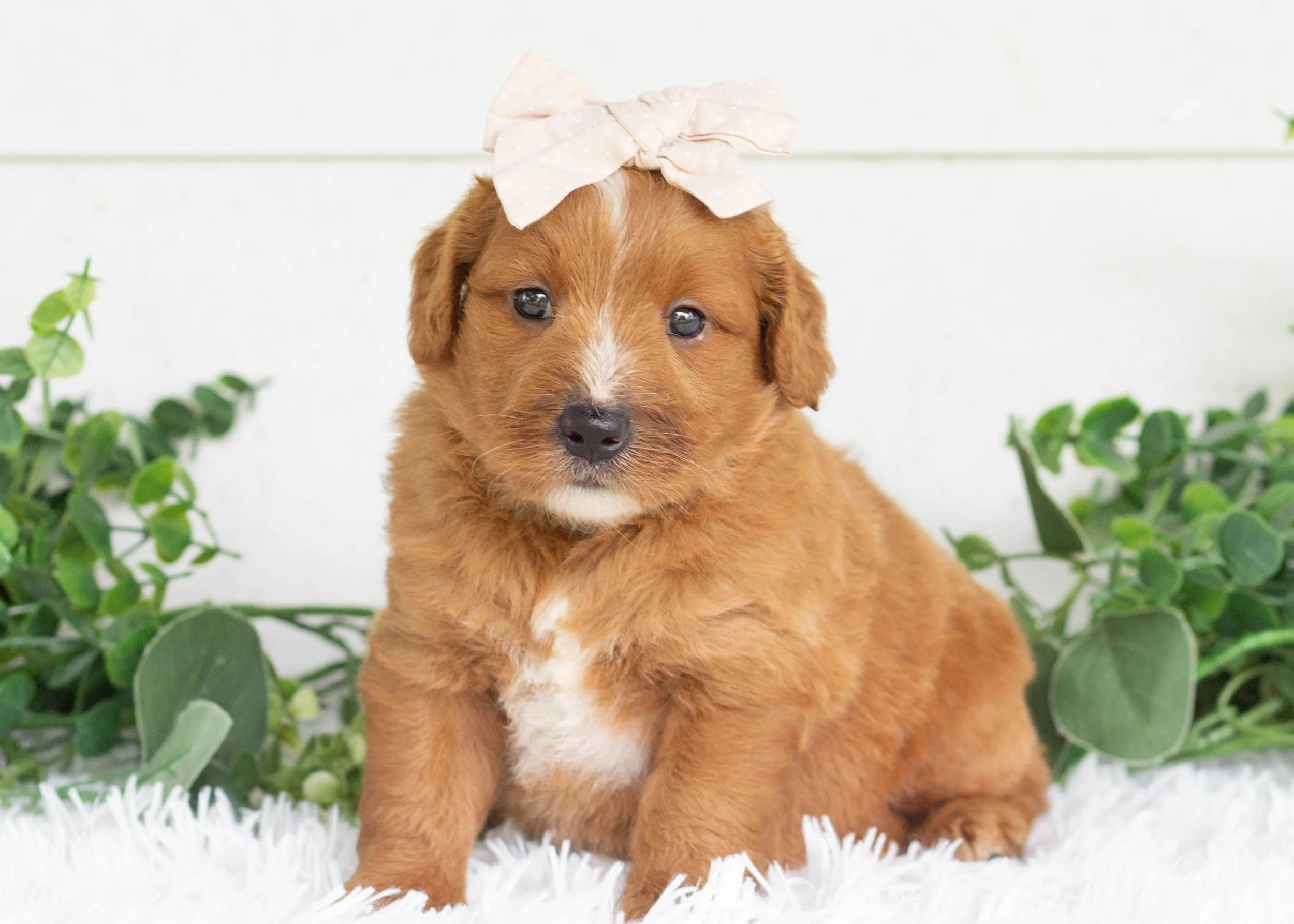 Waffles Goldendoodle For Sale(2).jpg