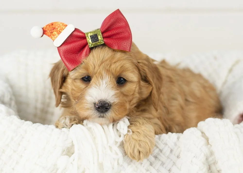 Jingle goldendoodle for sale.jpg