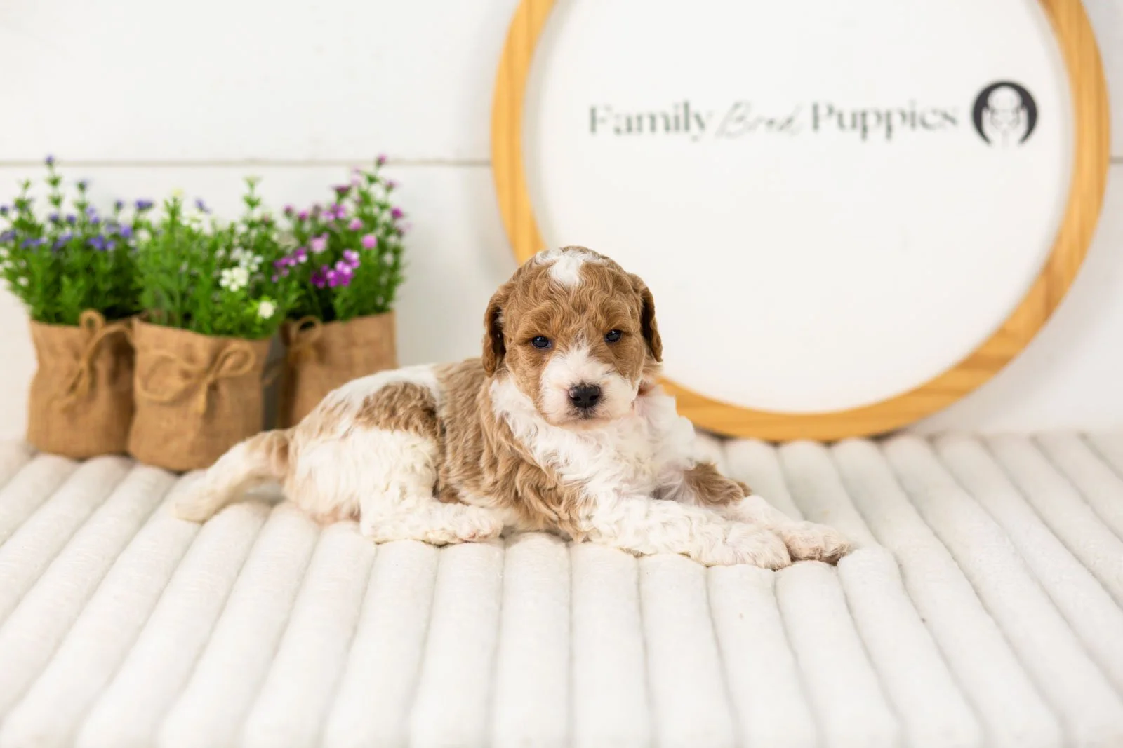 Luca goldendoodle for sale.jpg