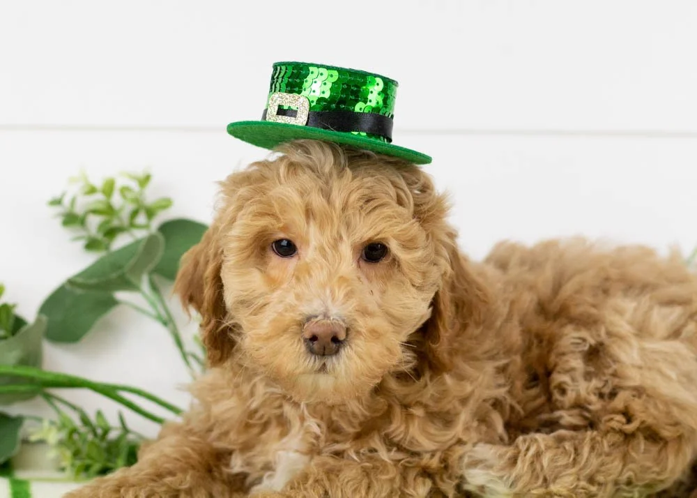 goldendoodle for sale