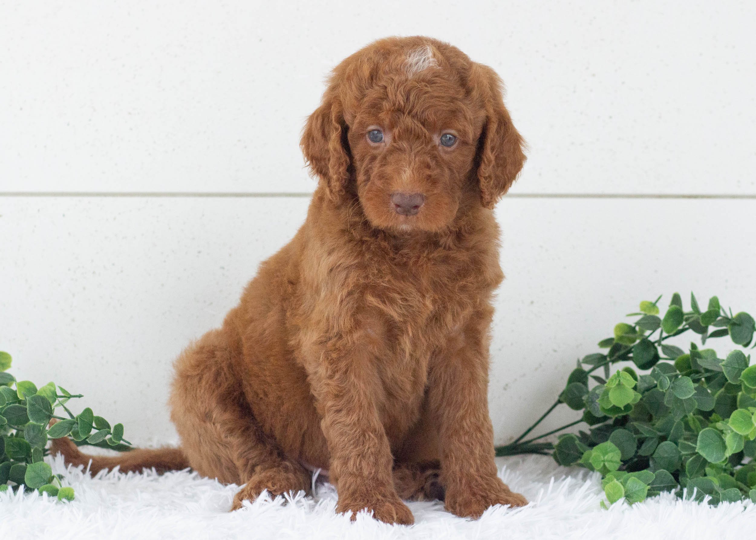 Ringo Goldendoodle For Sale.jpg