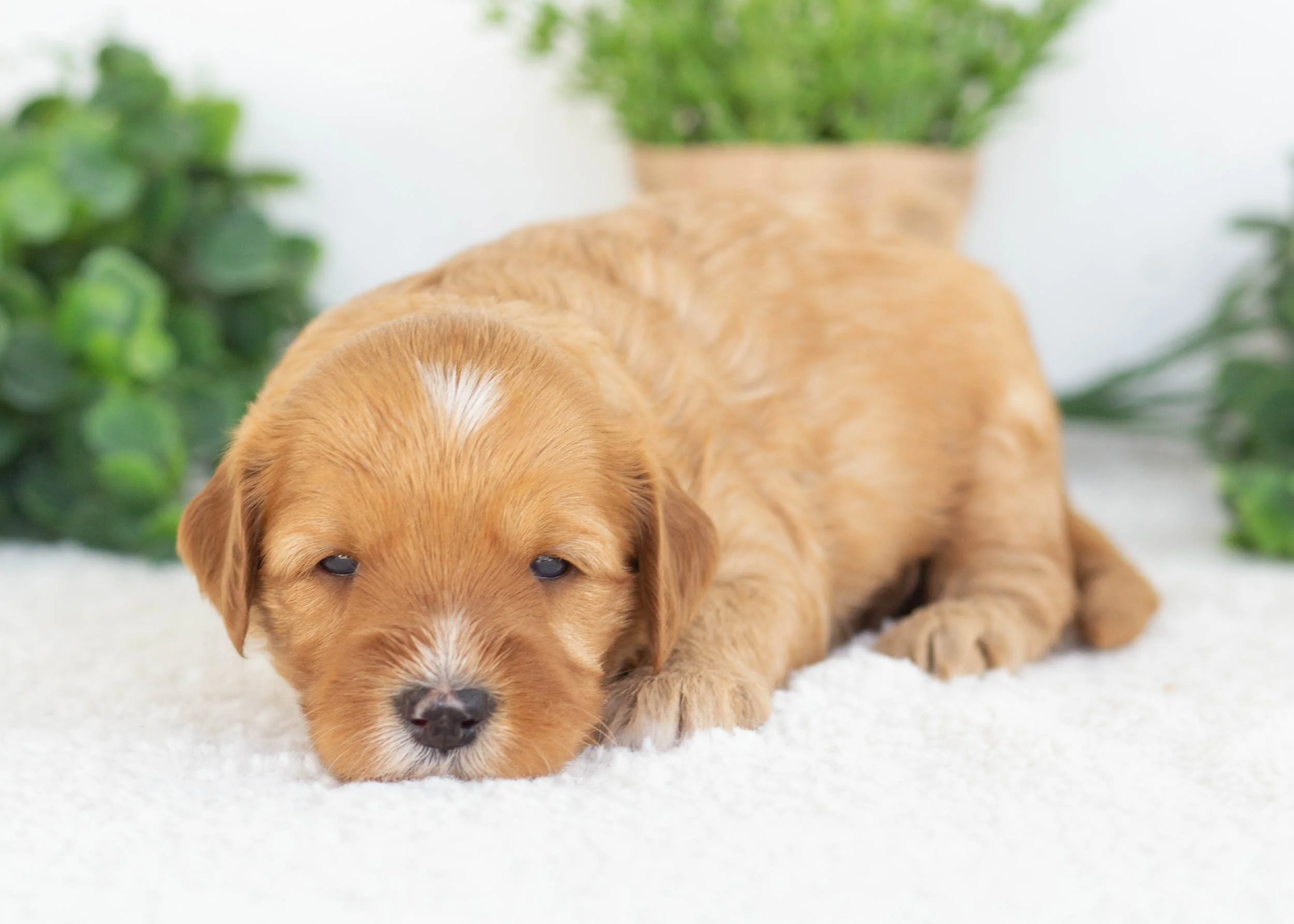 Claire Goldendoodle for sale.jpg