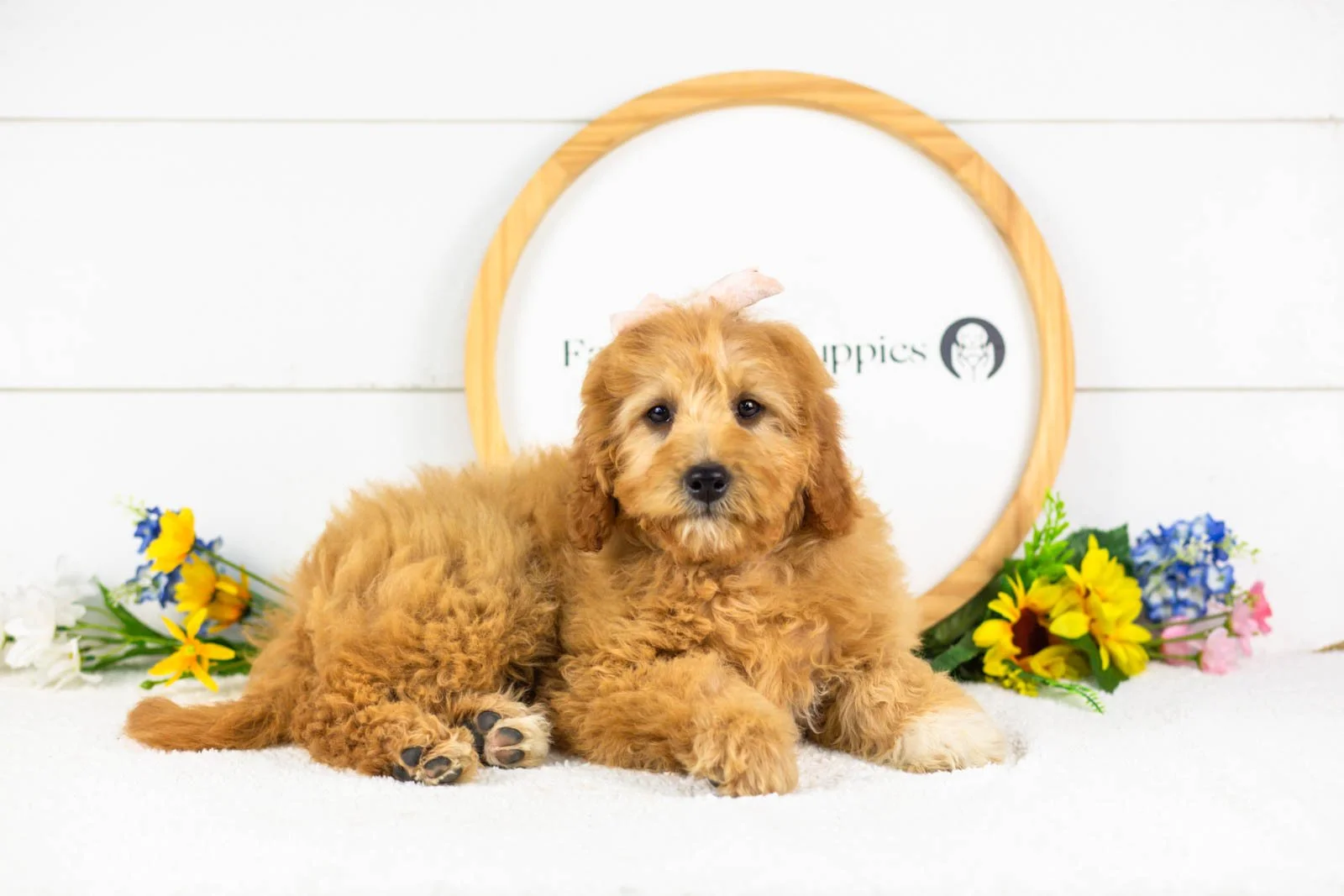 barbara goldendoodle for sale(3).jpg