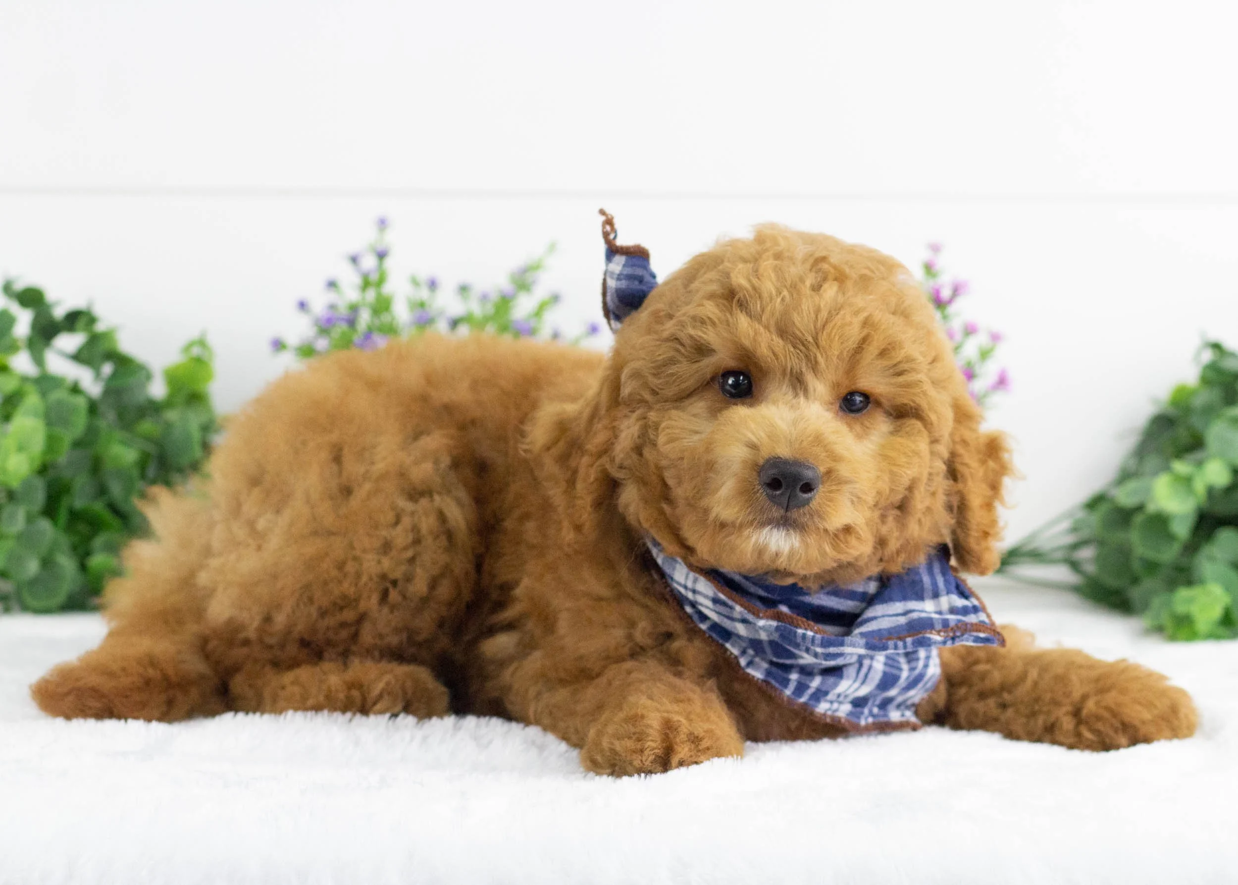 Finn Goldendoodle For Sale(1).jpg