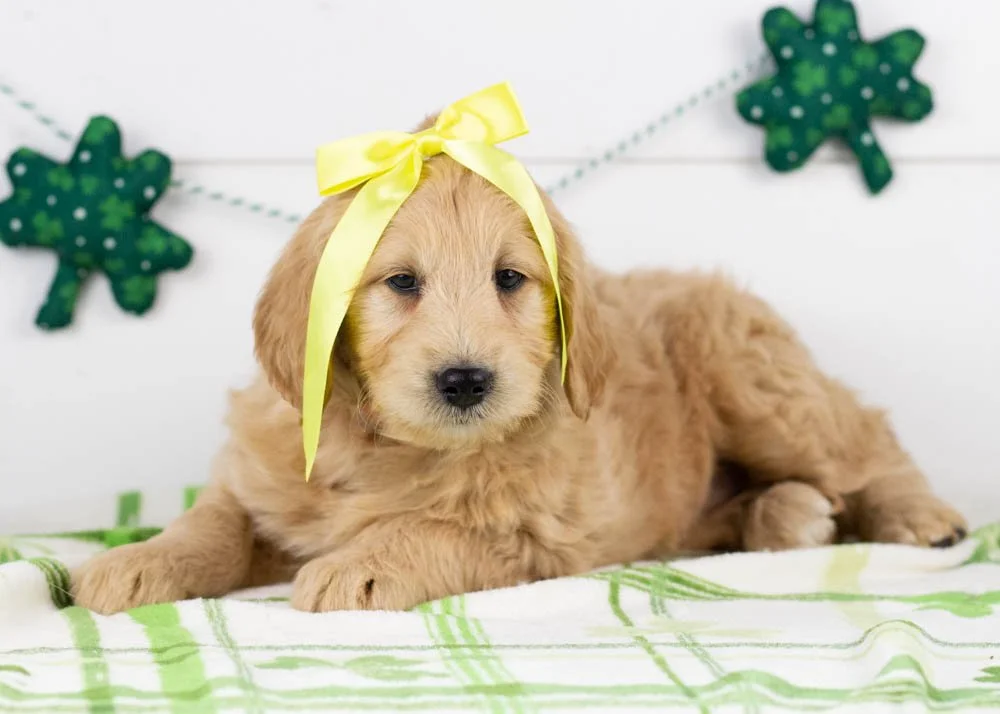 Taffy goldendoodle for sale(2).jpg