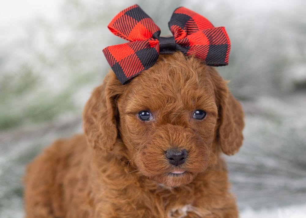 Raven goldendoodle for sale(1).jpg