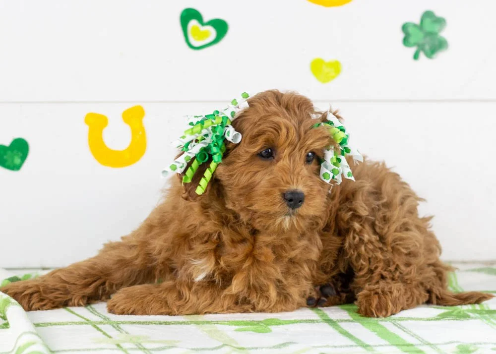 Candy goldendoodle for sale(3).jpg
