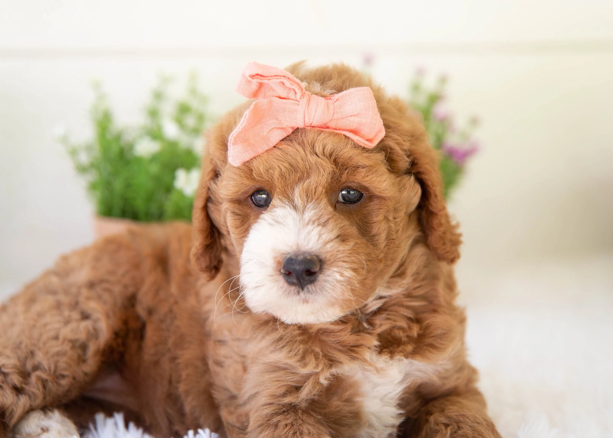 Lenny goldendoodle for sale(2).jpg