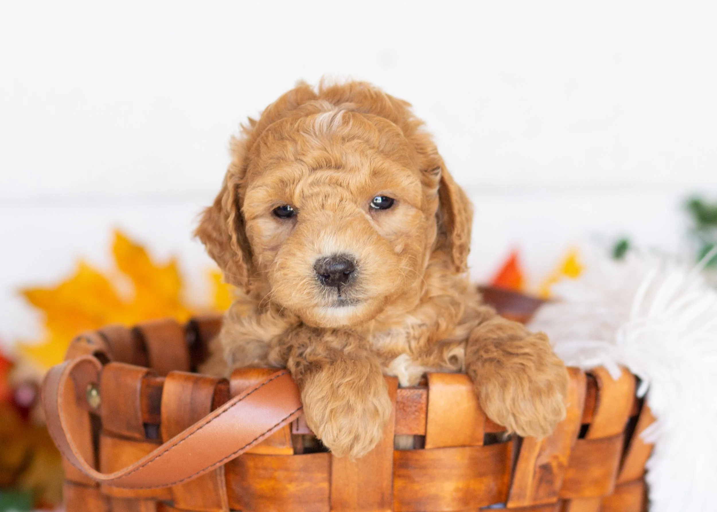 Camper goldendoodle for sale(3).jpg
