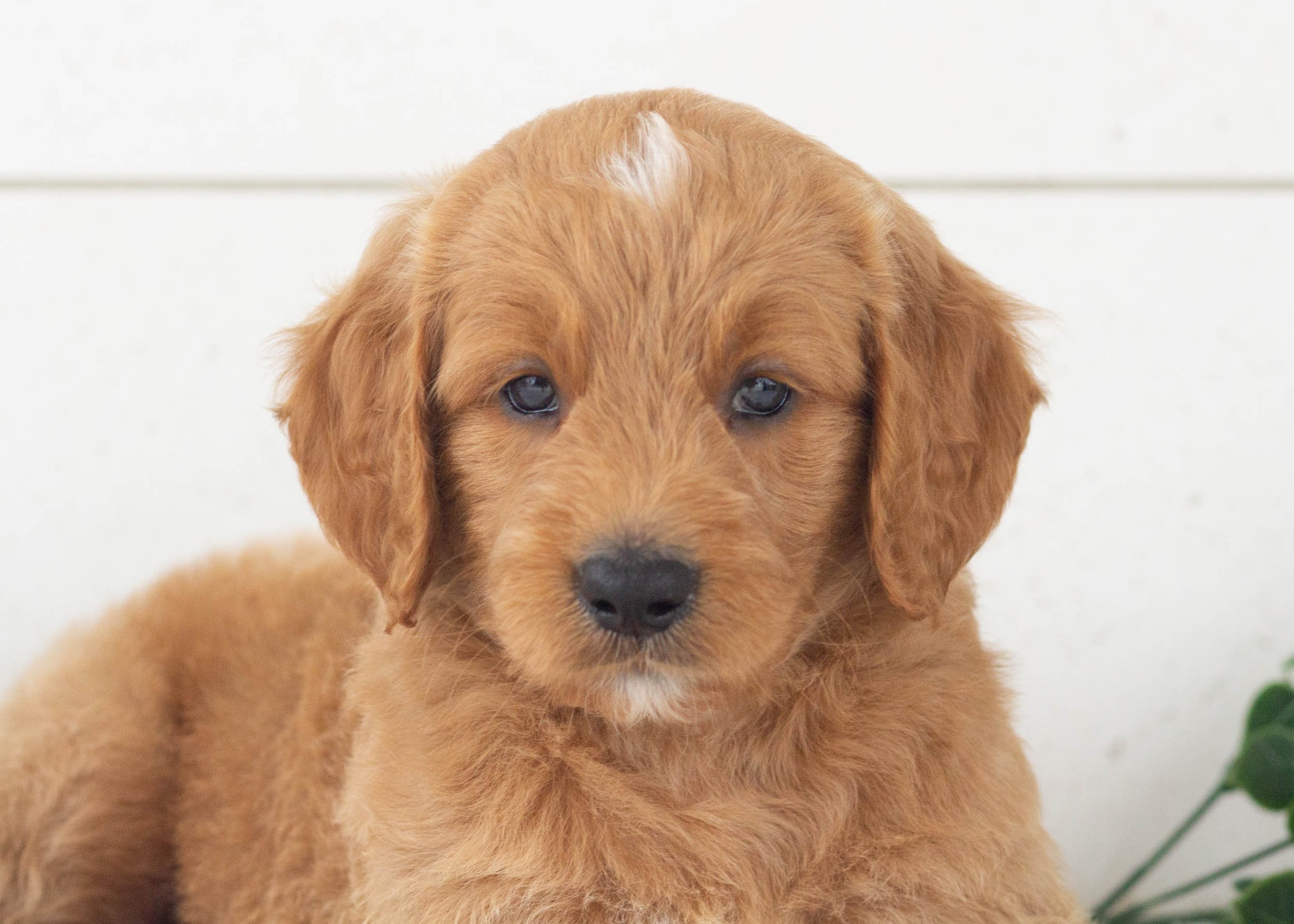 Reed Goldendoodle For Sale.jpg