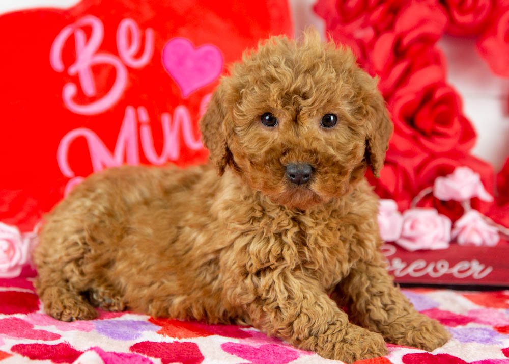 andy goldendoodle for sale(2).jpg