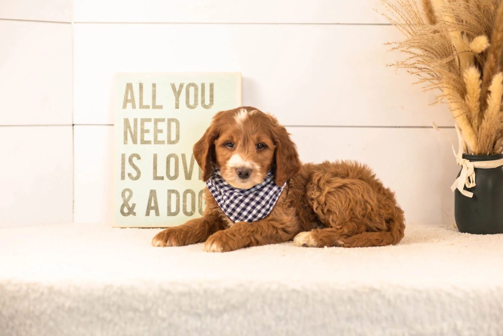 Abel goldendoodle for sale.jpg