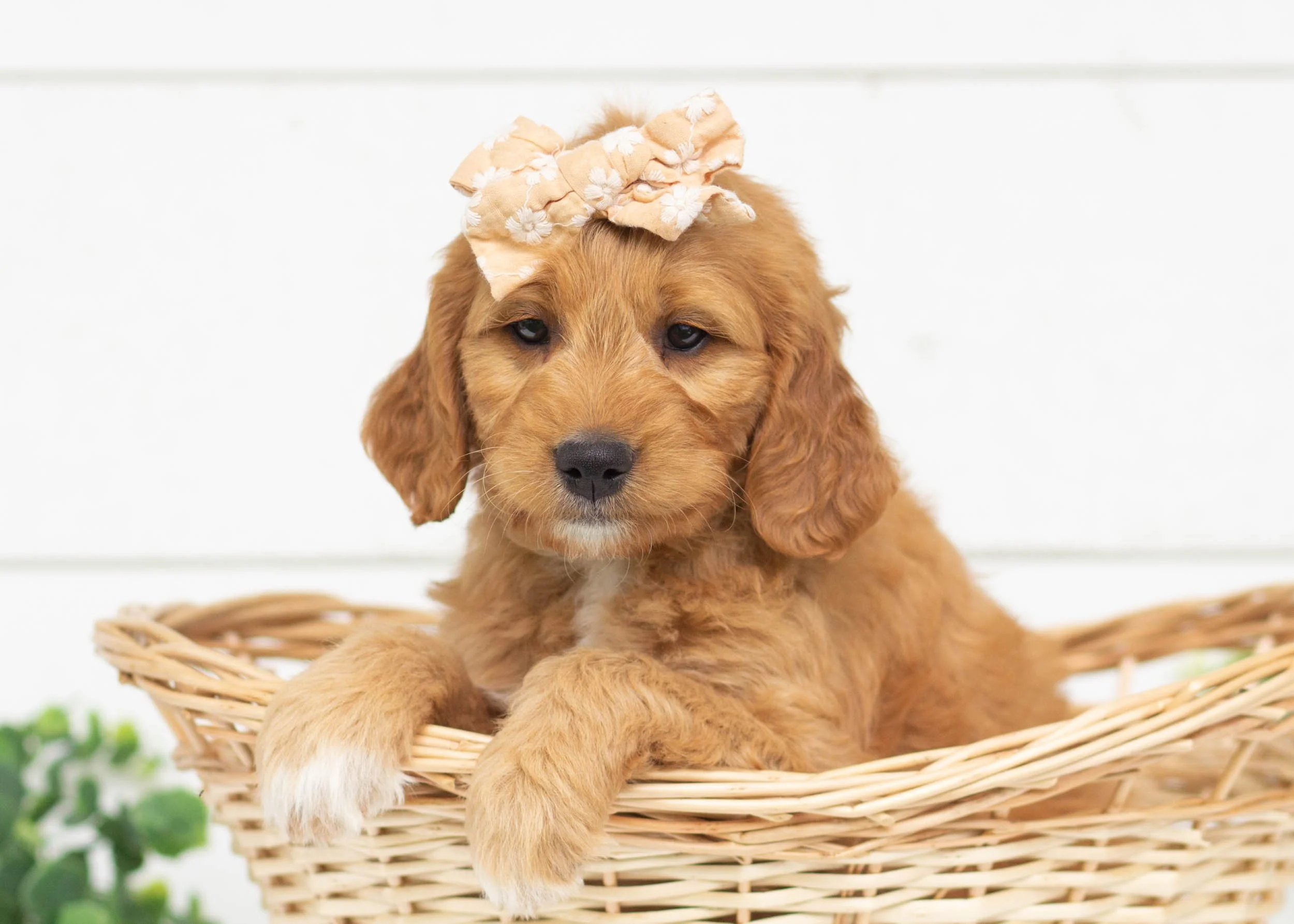 Cocoa Puffs Goldendoodle For Sale.jpg