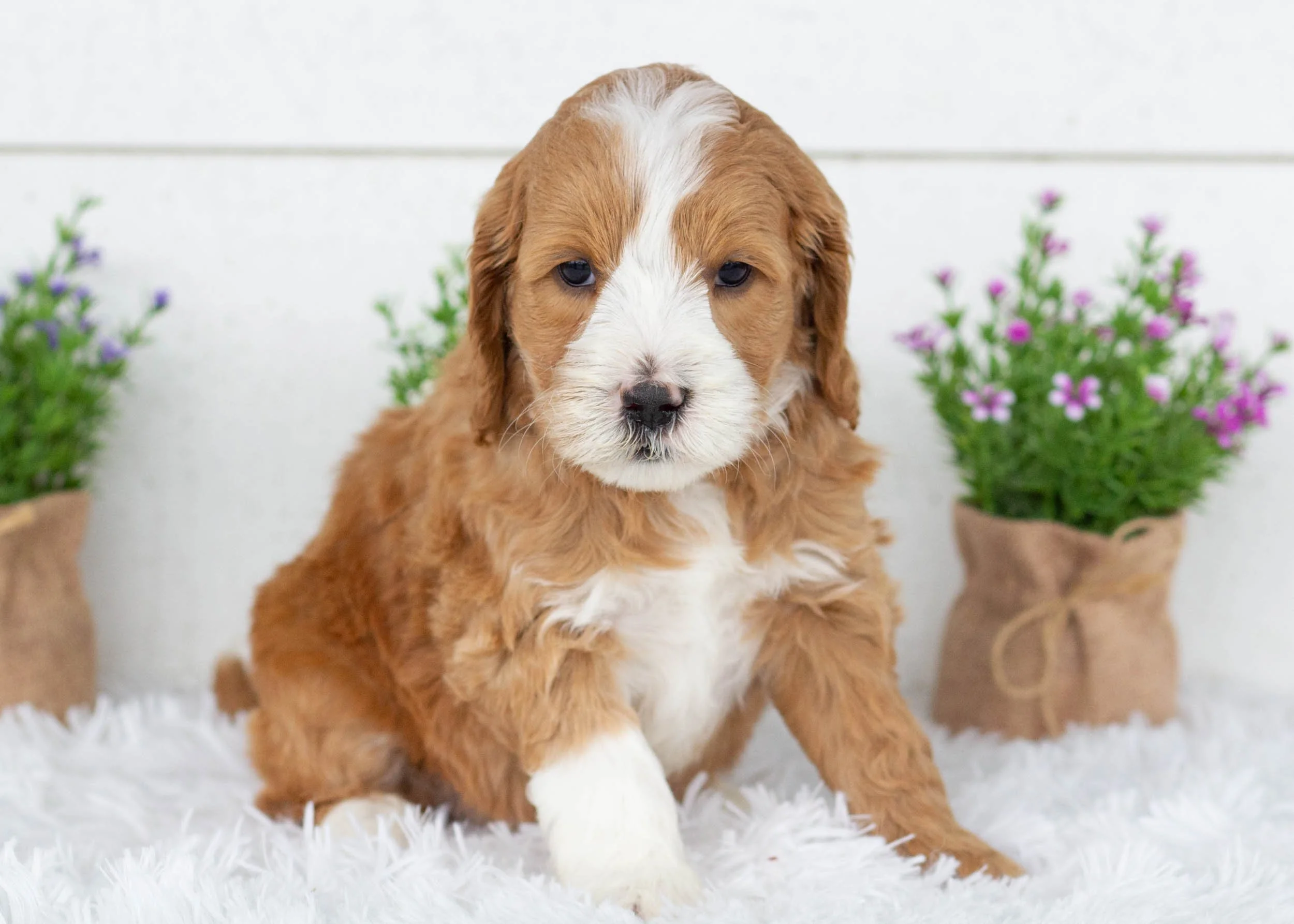 Axel goldendoodle for sale(2).jpg