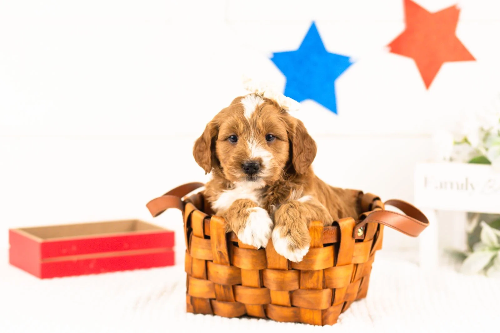 lynette goldendoodle for sale(4).jpg