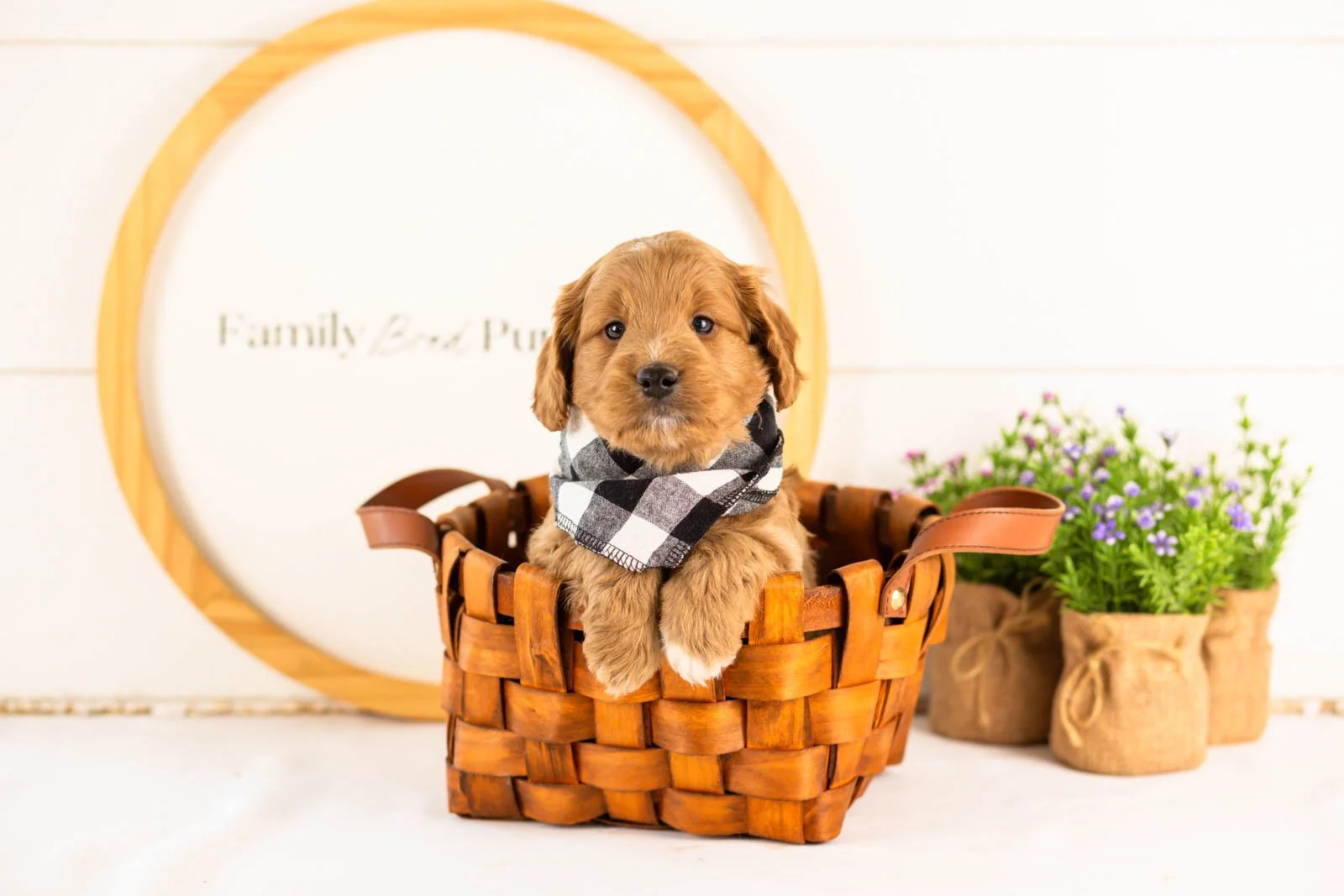 munster goldendoodle for sale(3).jpg