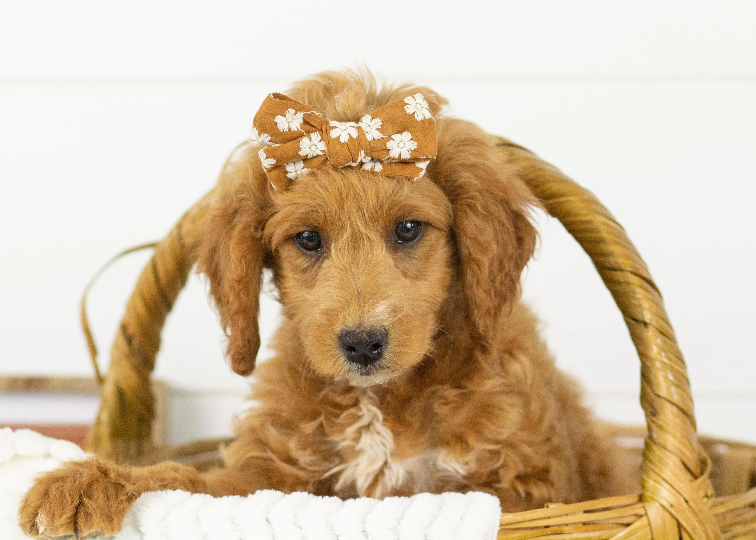 Lola goldendoodle for sale.jpg