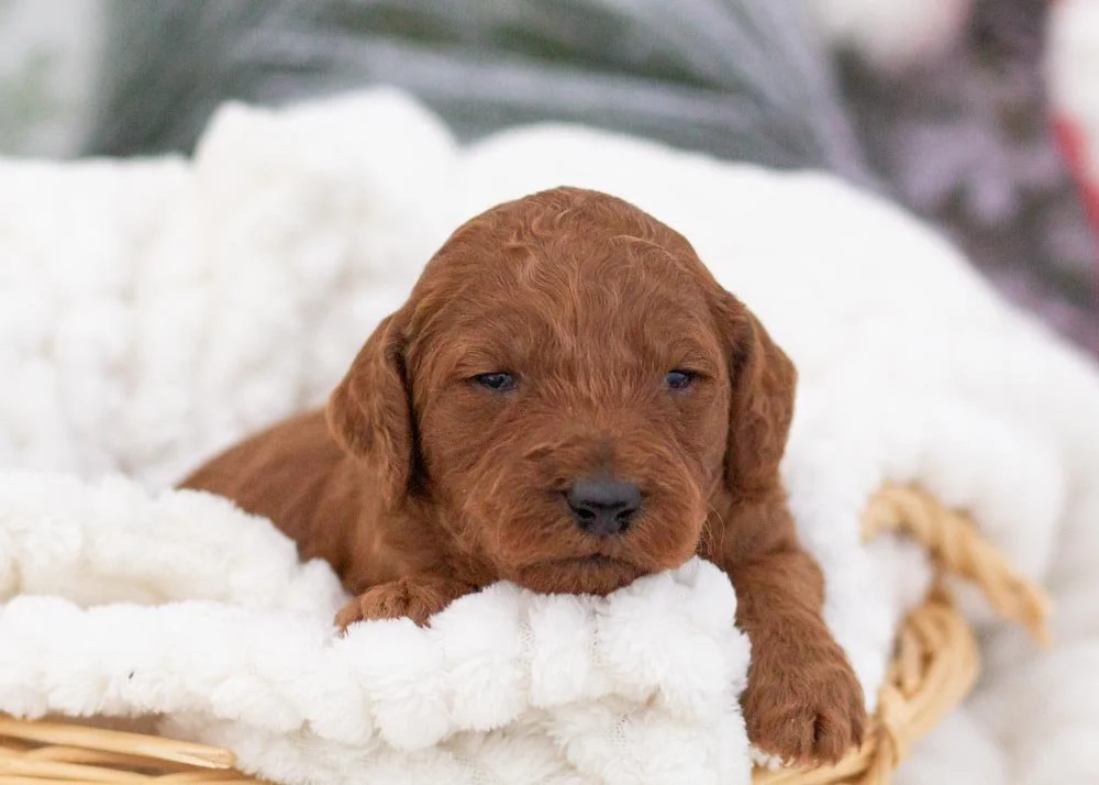 Titan goldendoodle for sale.jpg