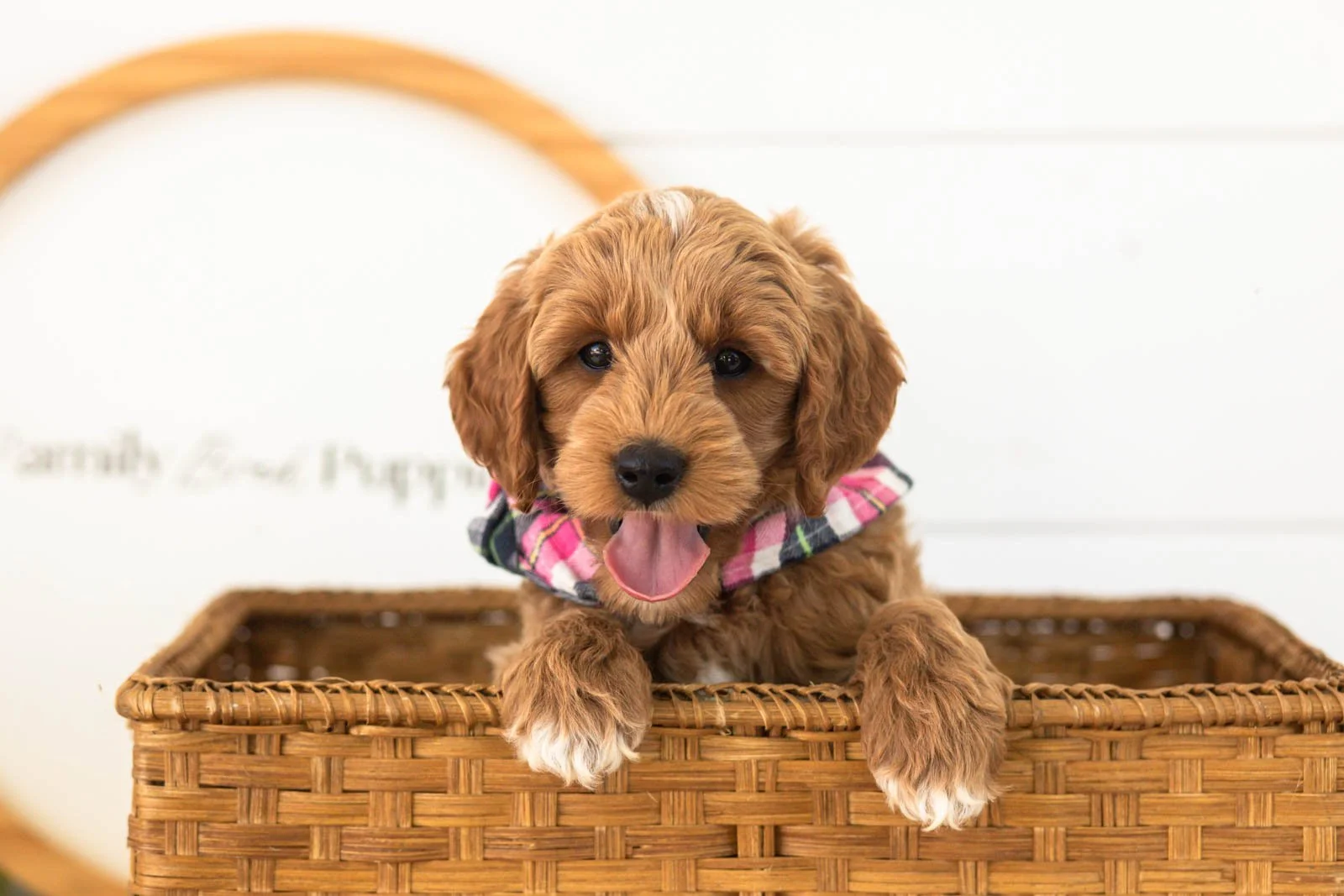 Mason goldendoodle for sale(3).jpg