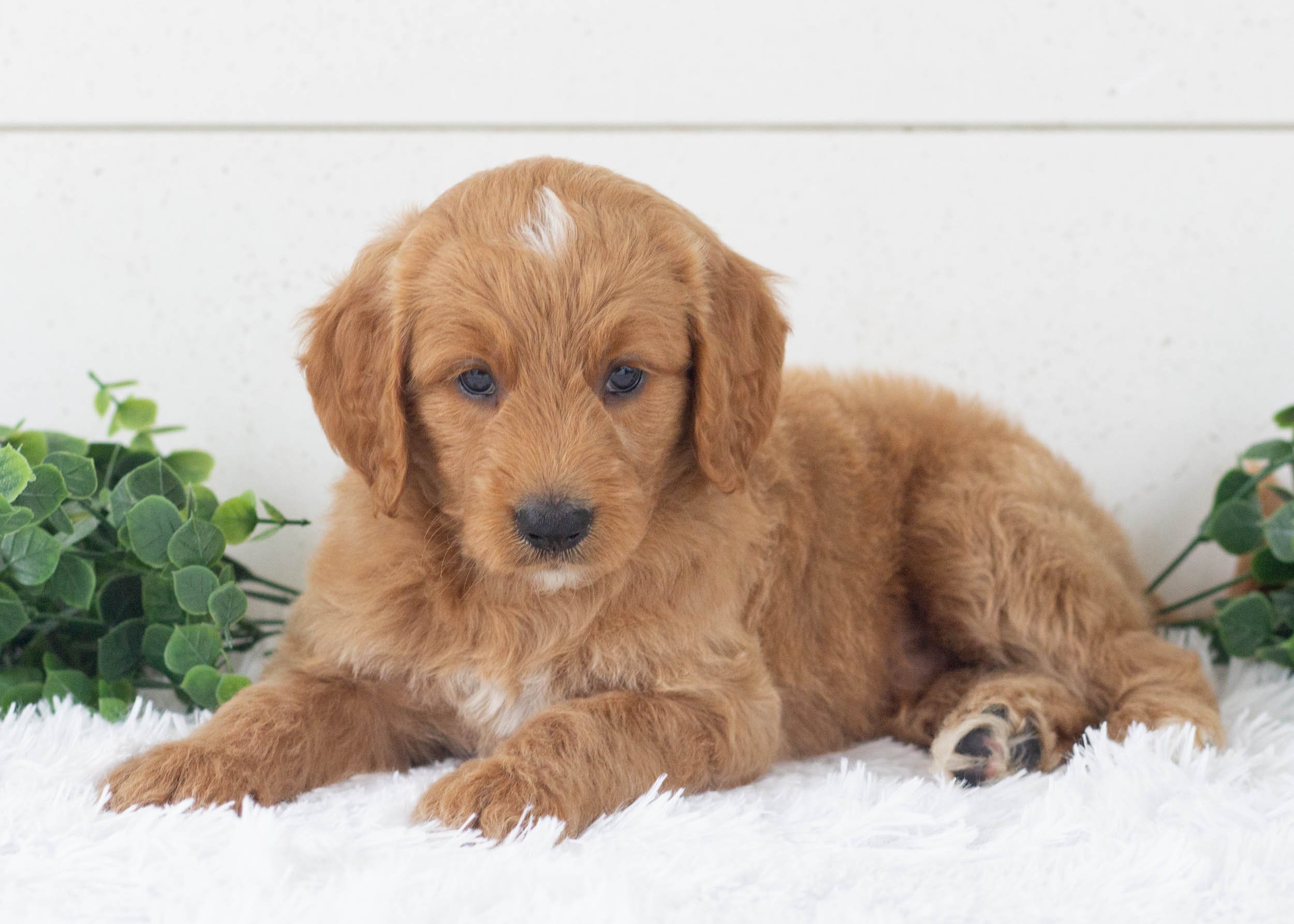 Reed Goldendoodle For Sale(2).jpg
