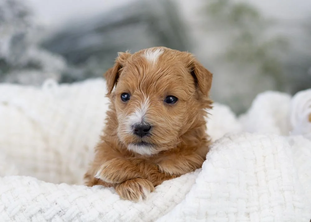Moose goldendoodle for sale.jpg